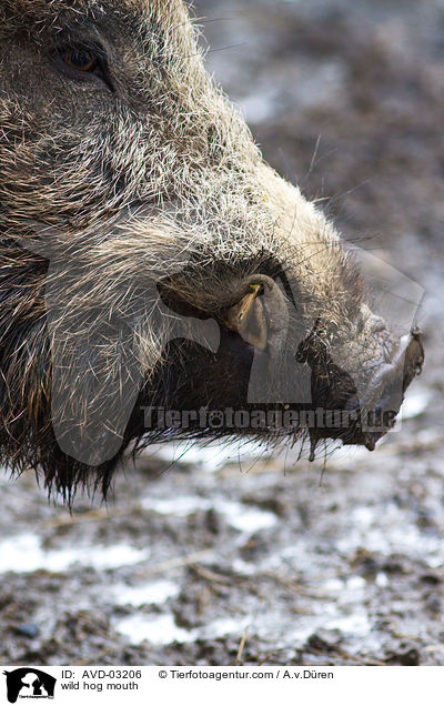 Wildschwein Maul / wild hog mouth / AVD-03206