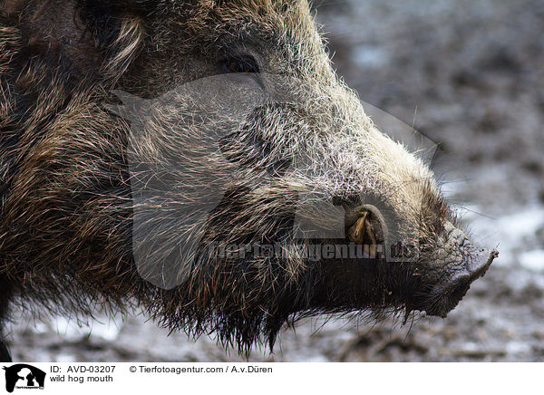 Wildschwein Maul / wild hog mouth / AVD-03207