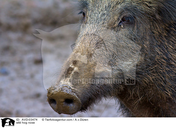 Wildschwein Nase / wild hog nose / AVD-03474