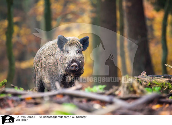 wild boar / WS-06653