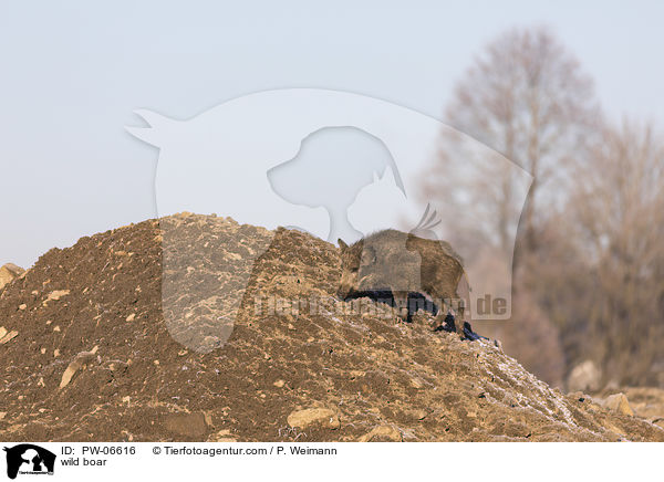 Wildschwein / wild boar / PW-06616