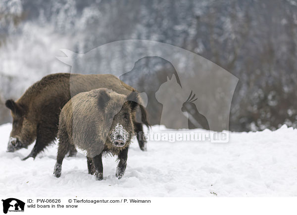 Wildschweine im Schnee / wild boars in the snow / PW-06626