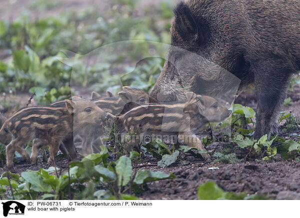 Wildschwein Bache mit Jungen / wild boar with piglets / PW-06731