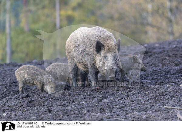 Wildschwein Bache mit Jungen / wild boar with piglets / PW-06746