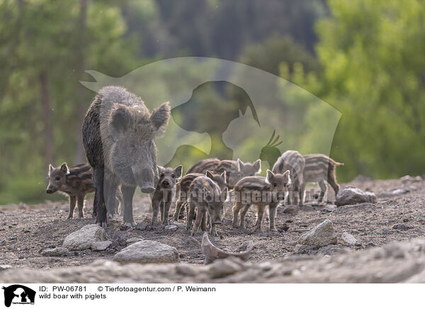 Wildschwein Bache mit Jungen / wild boar with piglets / PW-06781
