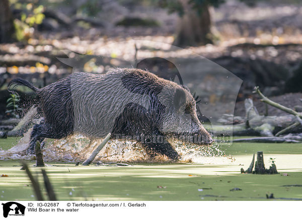 Wildschwein im Wasser / Wild Boar in the water / IG-02687