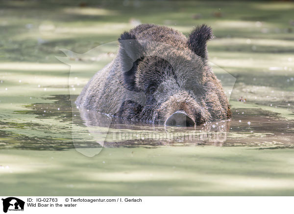Wildschwein im Wasser / Wild Boar in the water / IG-02763