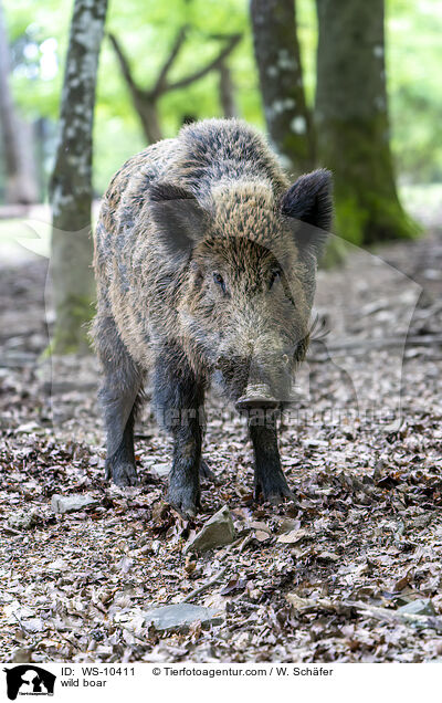 Wildschwein / wild boar / WS-10411