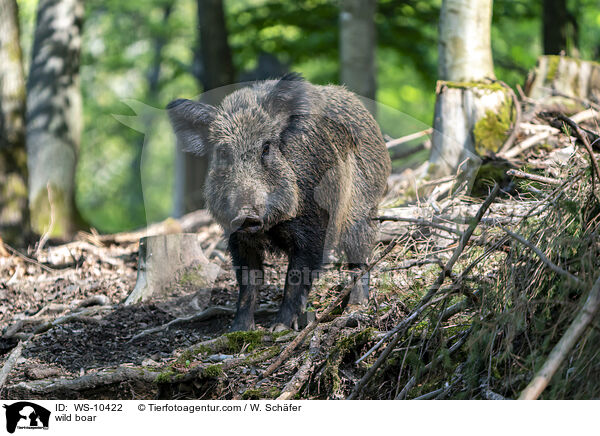 Wildschwein / wild boar / WS-10422