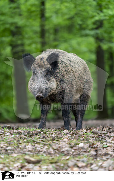 Wildschwein / wild boar / WS-10451