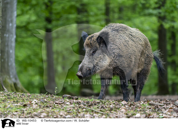 Wildschwein / wild boar / WS-10453