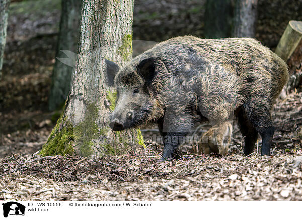 wild boar / WS-10556