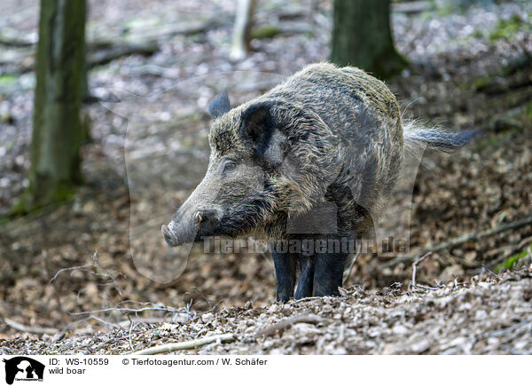wild boar / WS-10559