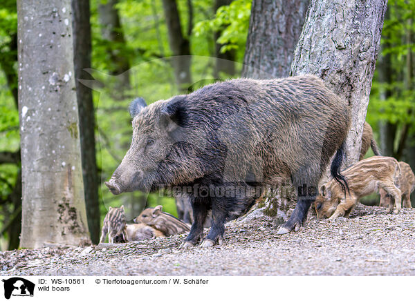 wild boars / WS-10561