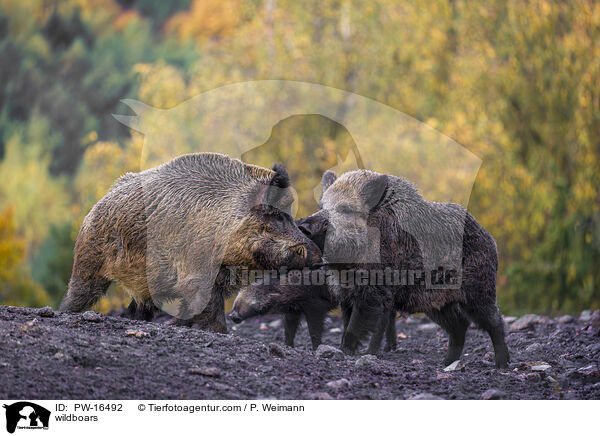 wildboars / PW-16492
