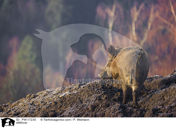 Wildschwein / wildboar / PW-17230
