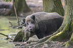 Wild Boar in the water