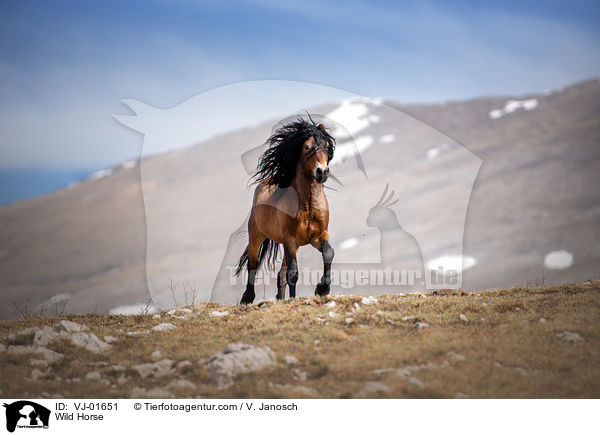 Wild Horse / VJ-01651