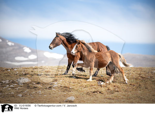 Wild Horses / VJ-01656