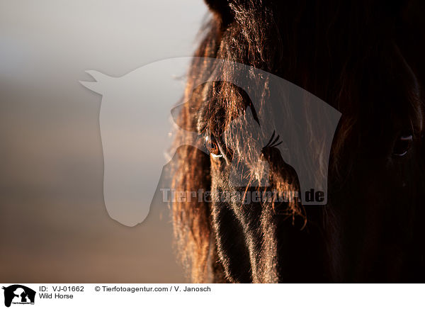 Wild Horse / VJ-01662