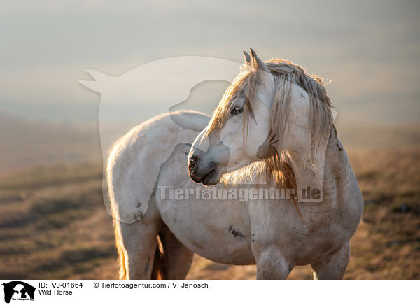 Wild Horse / VJ-01664