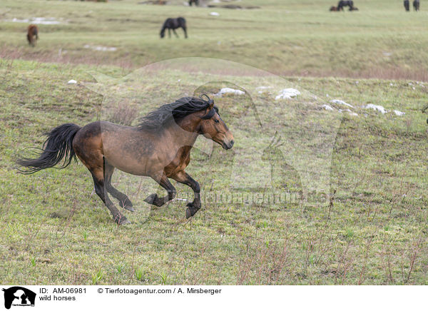 wild horses / AM-06981
