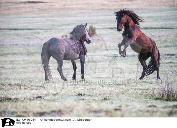wild horses / AM-06984