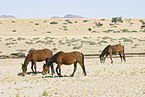 Wild horses