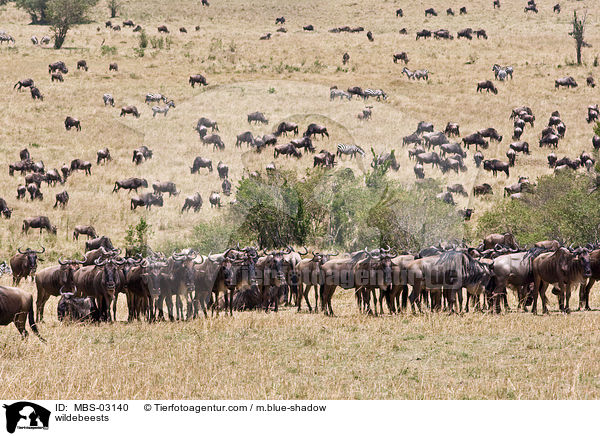 wildebeests / MBS-03140