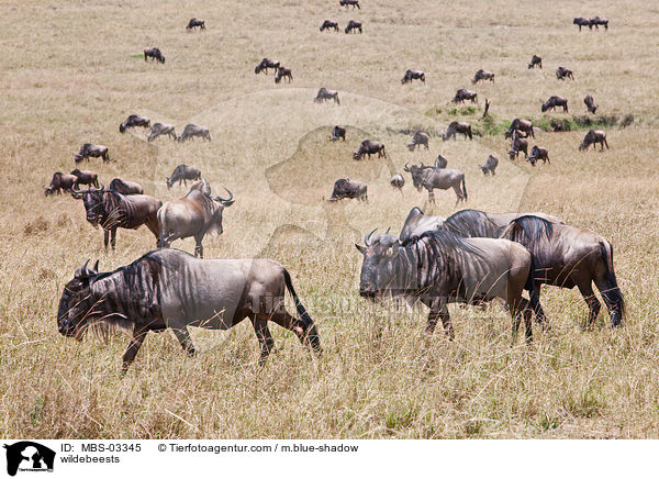 wildebeests / MBS-03345