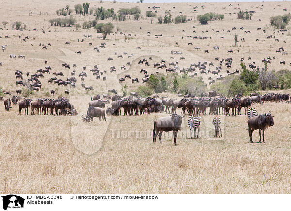 wildebeests / MBS-03348