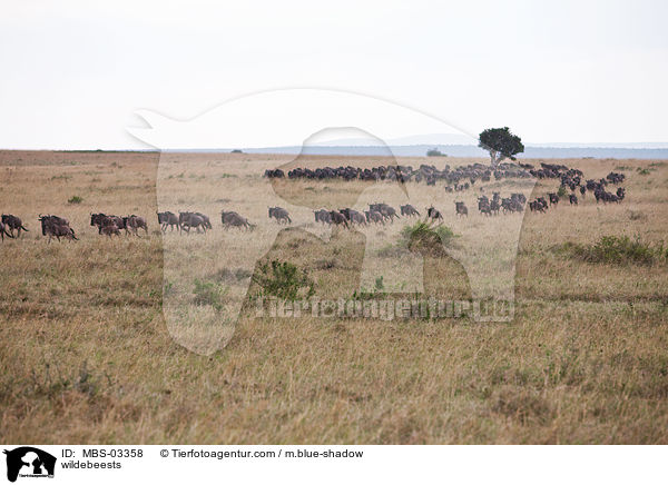 wildebeests / MBS-03358