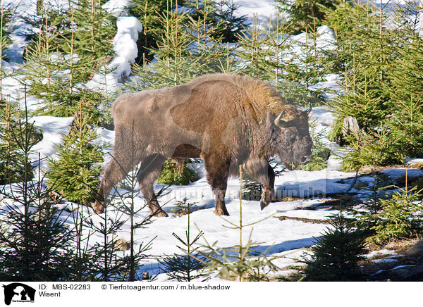Wisent / MBS-02283