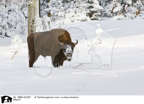 Wisent / MBS-02287