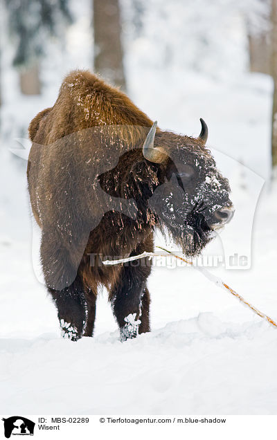 Wisent / Wisent / MBS-02289