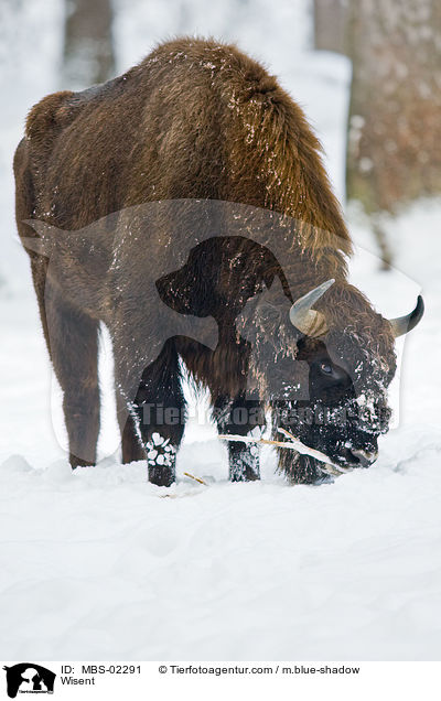 Wisent / MBS-02291