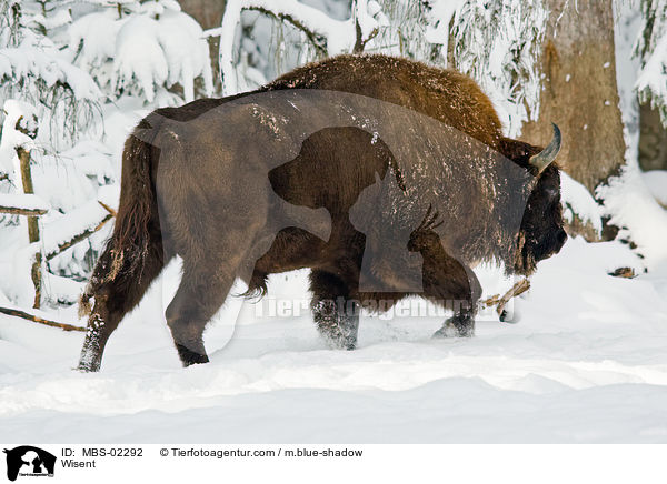Wisent / MBS-02292