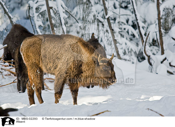 Wisent / MBS-02293