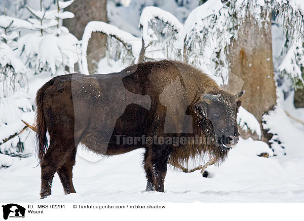 Wisent / MBS-02294