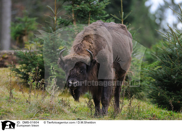 European bison / DMS-01604