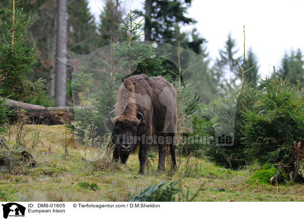 European bison / DMS-01605