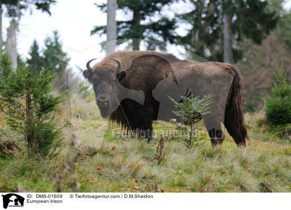 European bison / DMS-01609