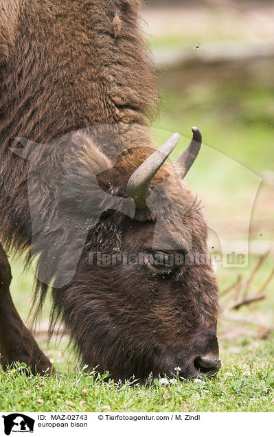 european bison / MAZ-02743