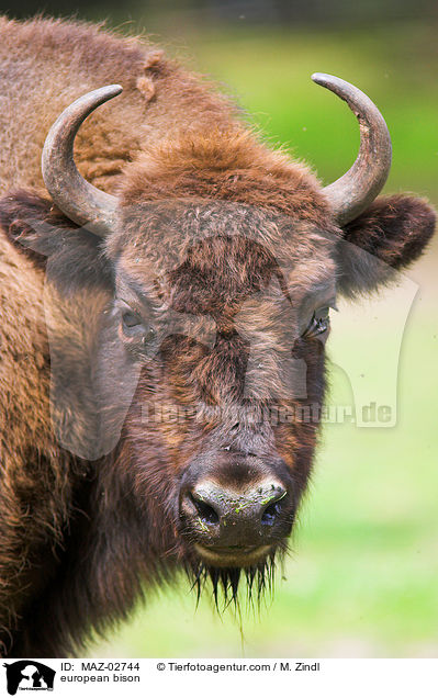 european bison / MAZ-02744