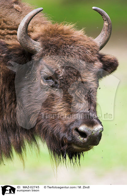 european bison / MAZ-02745