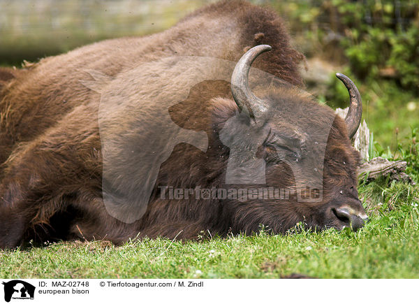 european bison / MAZ-02748