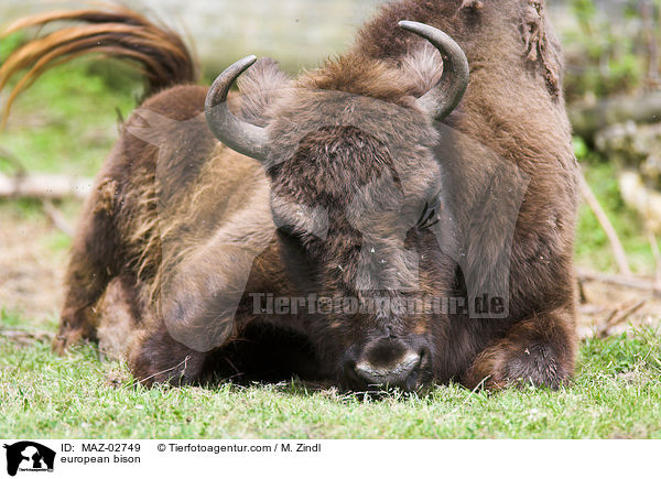european bison / MAZ-02749