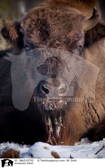 european bison / MAZ-02752
