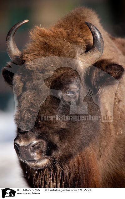 european bison / MAZ-02755