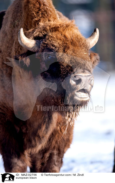 european bison / MAZ-02756